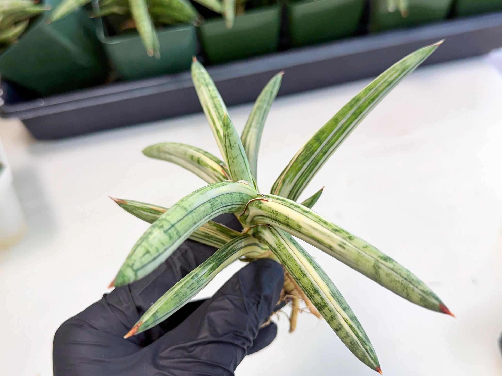 Sansevieria Lav 1970 var (ca4) (r) | Imported