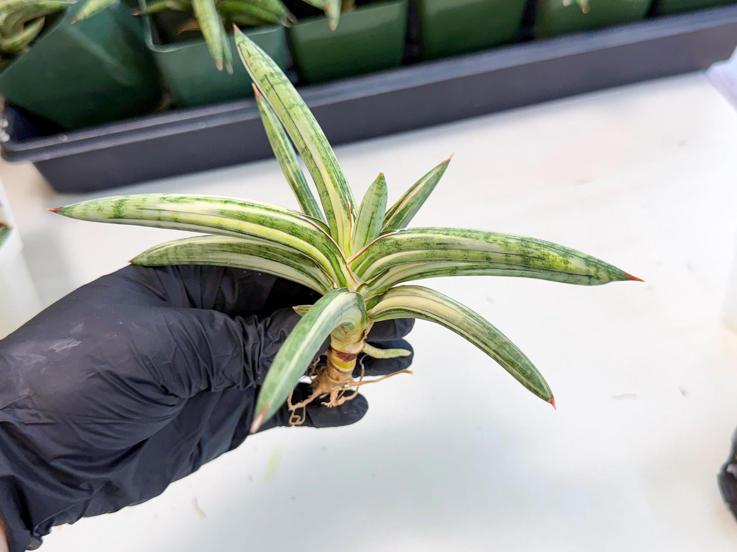 Sansevieria Lav 1970 var (ca4) (r) | Imported