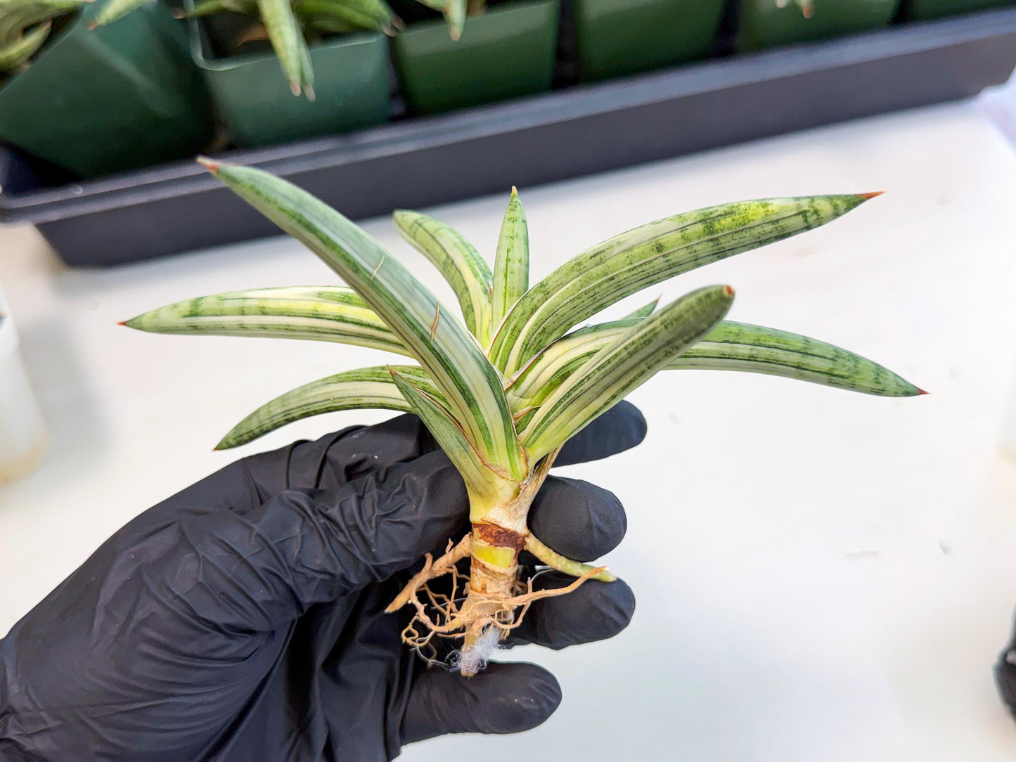 Sansevieria Lav 1970 var (ca4) (r) | Imported