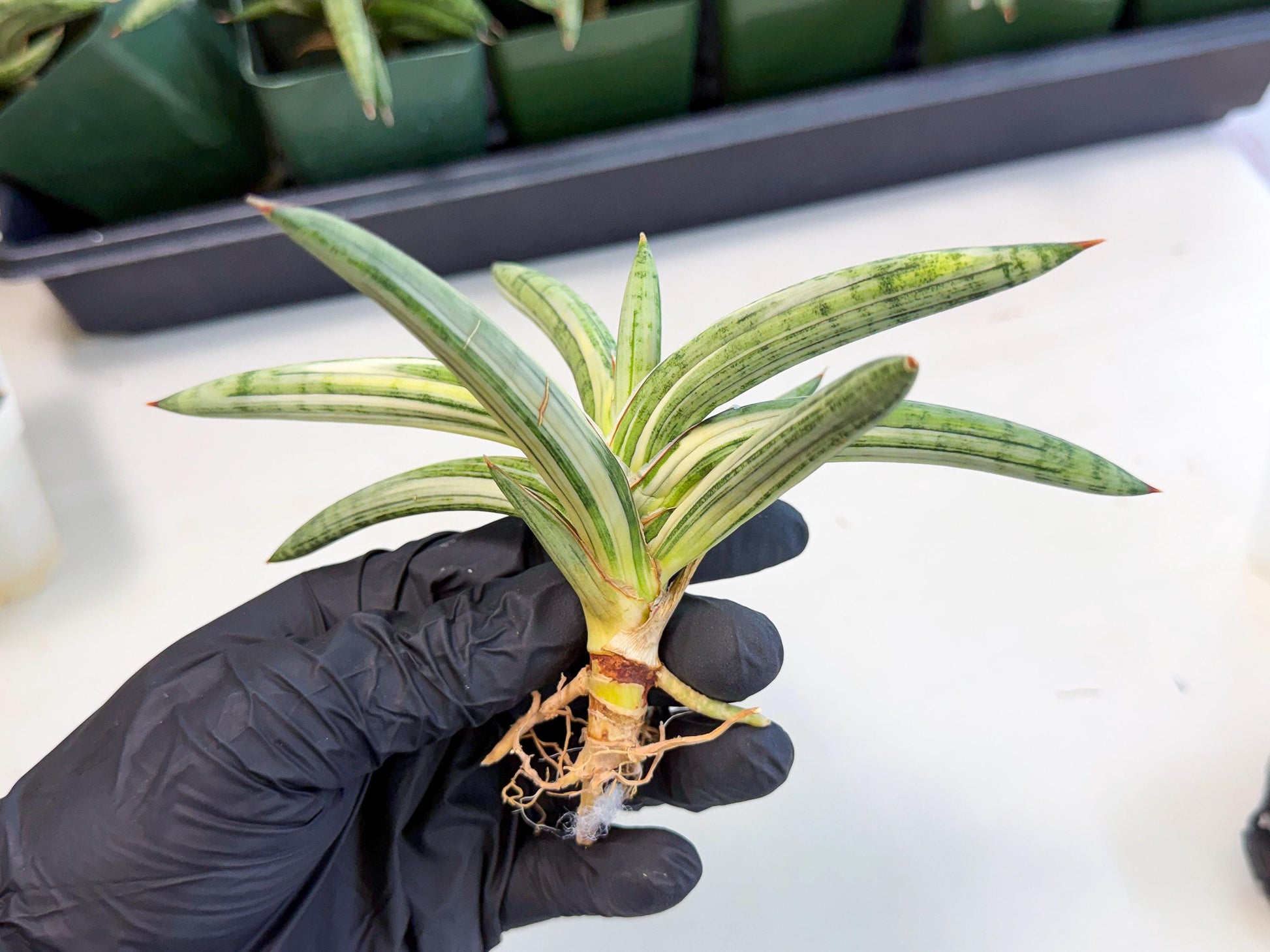 Sansevieria Lav 1970 var (ca4) (r) | Imported