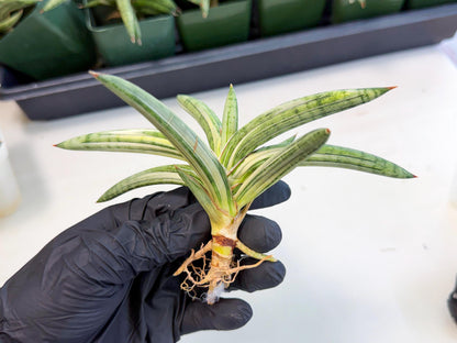 Sansevieria Lav 1970 var (ca4) (r) | Imported