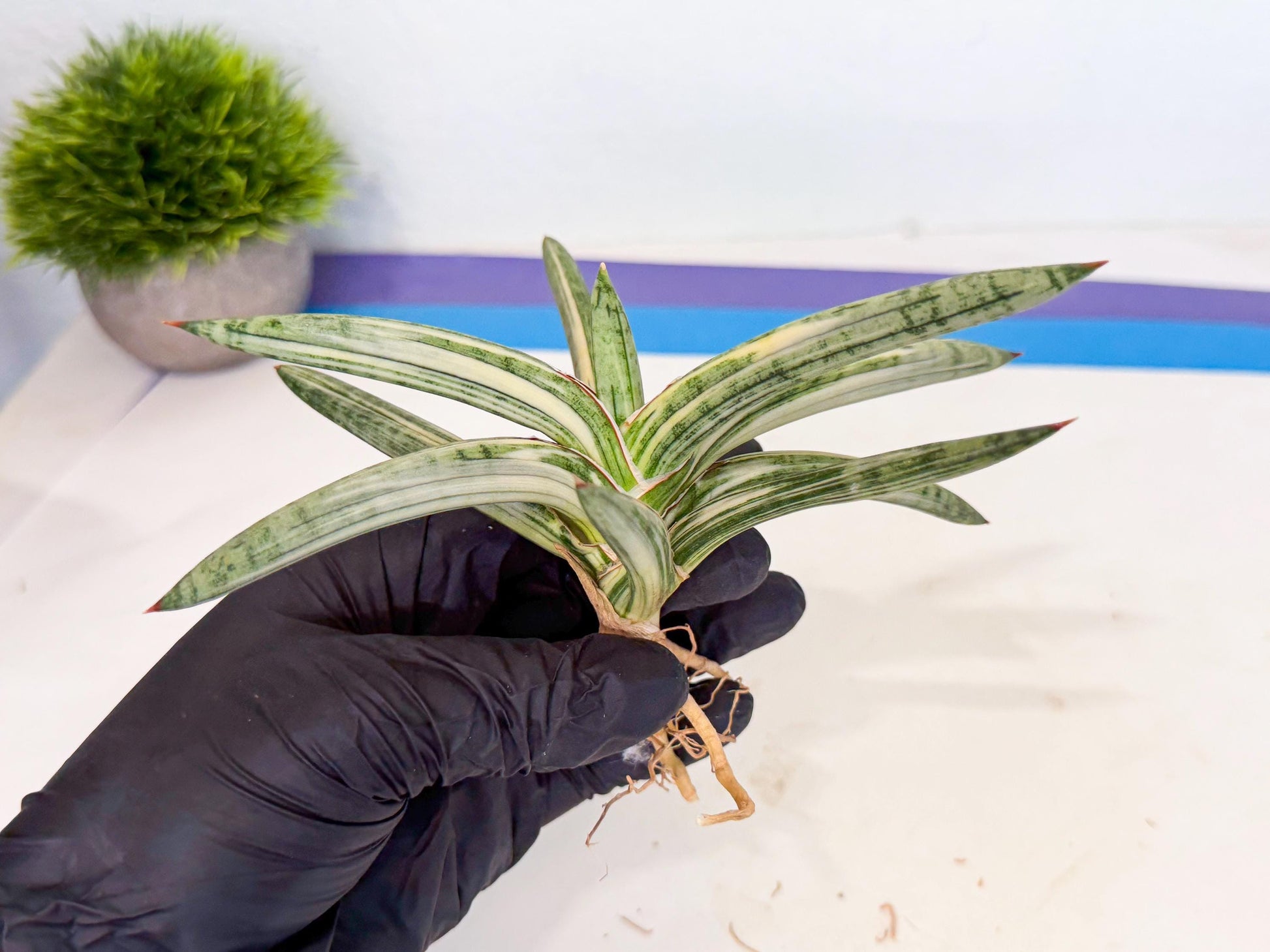 Sansevieria Lav 1970 var (ca4) (r) | Imported