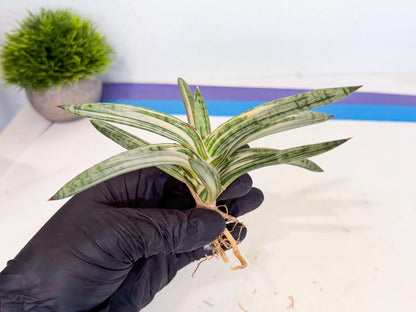 Sansevieria Lav 1970 var (ca4) (r) | Imported