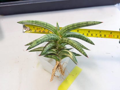Sansevieria Lav 1970 var (ca4) (y) | Imported