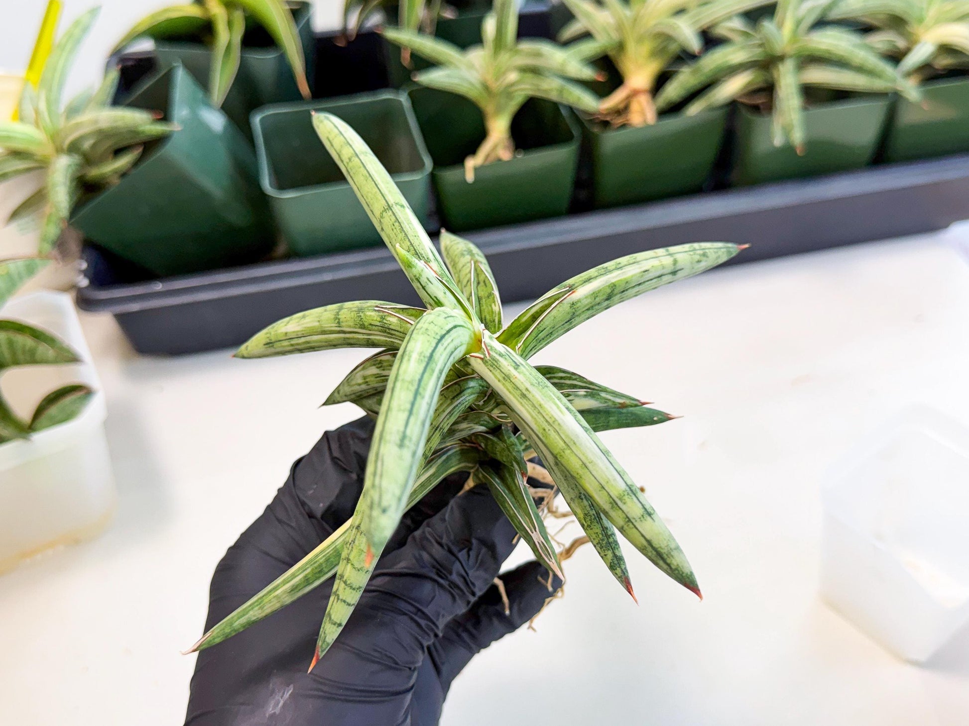 Sansevieria Lav 1970 var (ca4) (y) | Imported