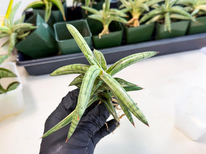 Sansevieria Lav 1970 var (ca4) (y) | Imported