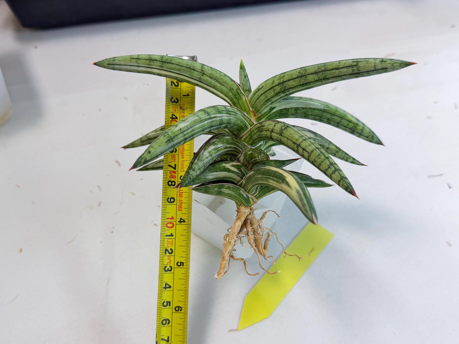 Sansevieria Lav 1970 var (ca4) (y) | Imported