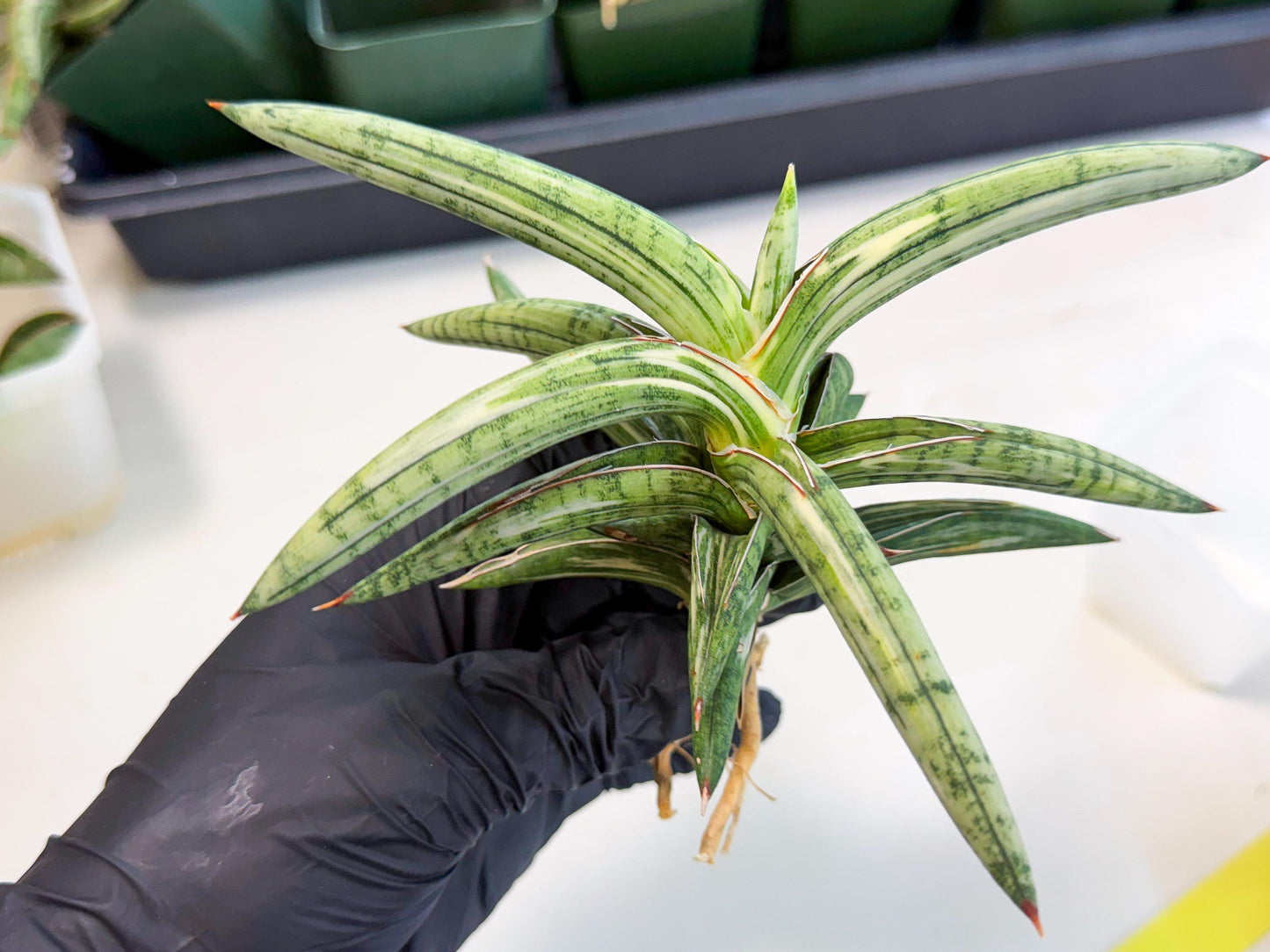 Sansevieria Lav 1970 var (ca4) (y) | Imported