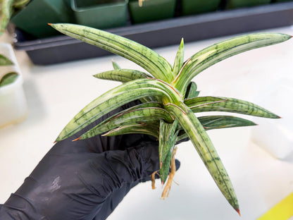 Sansevieria Lav 1970 var (ca4) (y) | Imported