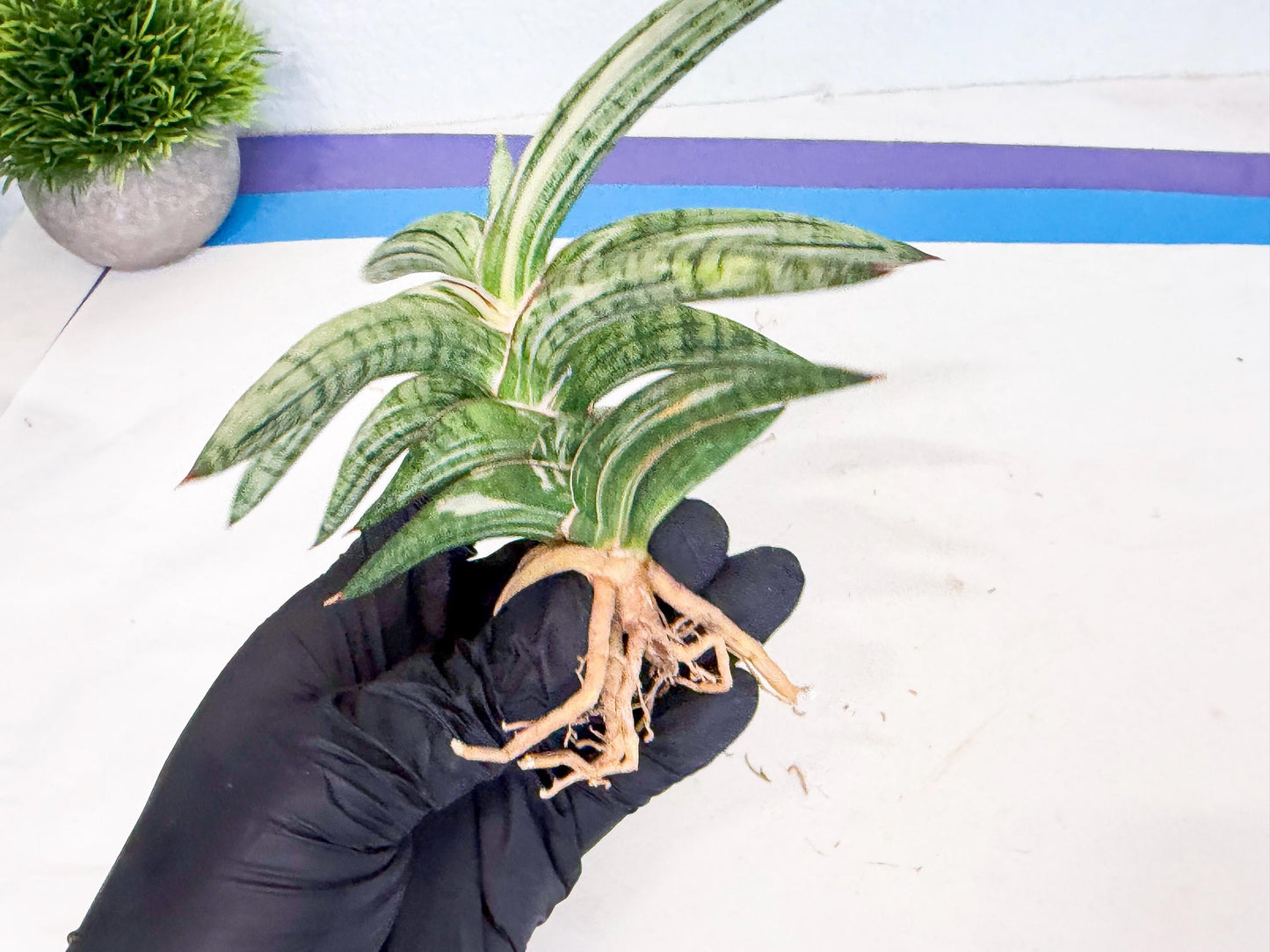 Sansevieria Lav 1970 var (ca4) (y) | Imported