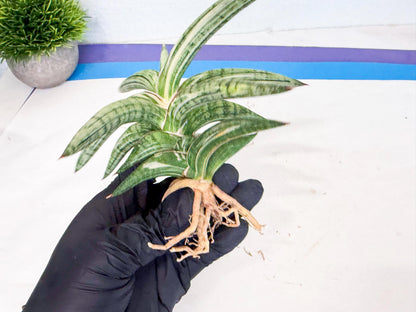 Sansevieria Lav 1970 var (ca4) (y) | Imported