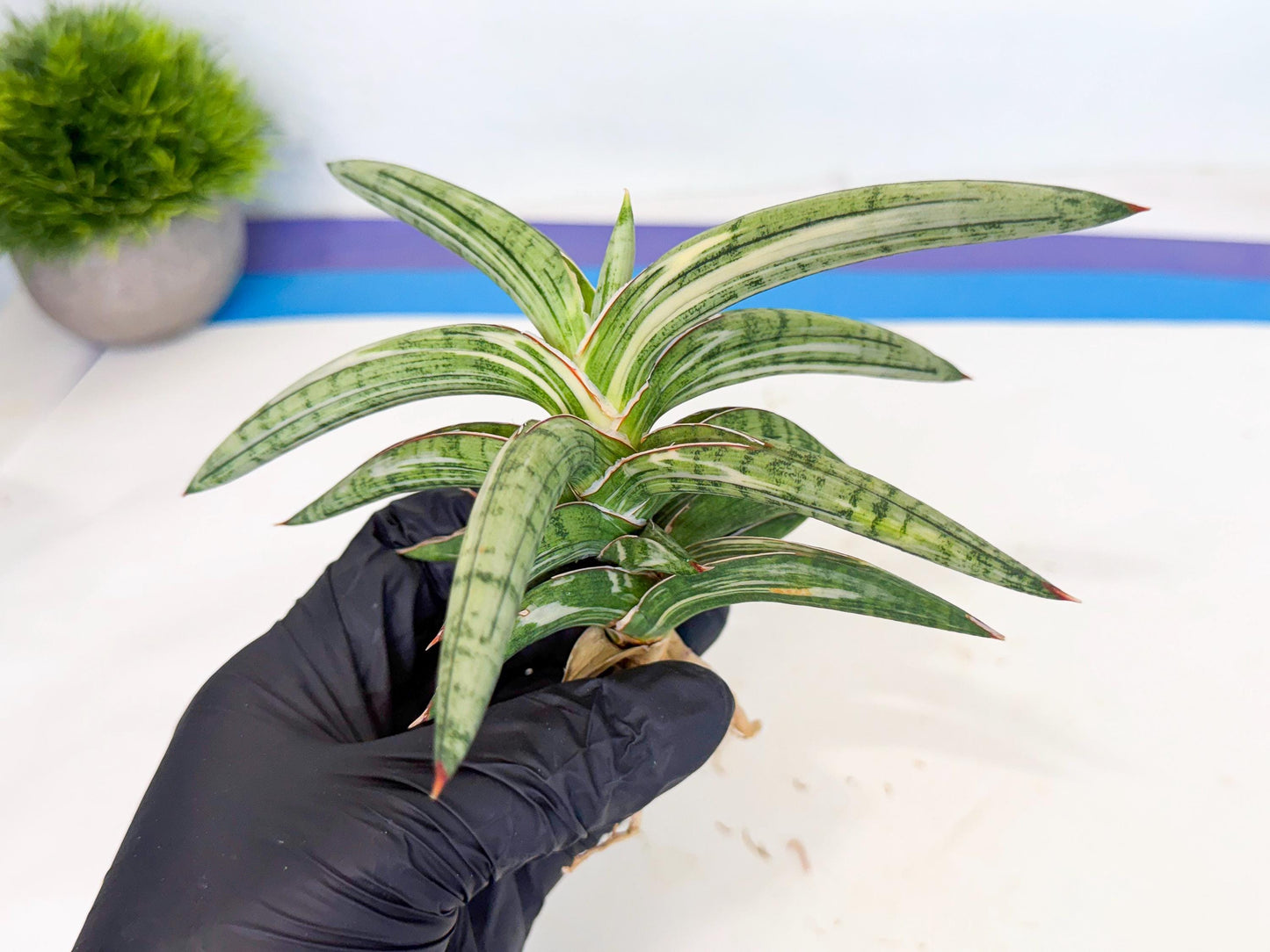 Sansevieria Lav 1970 var (ca4) (y) | Imported