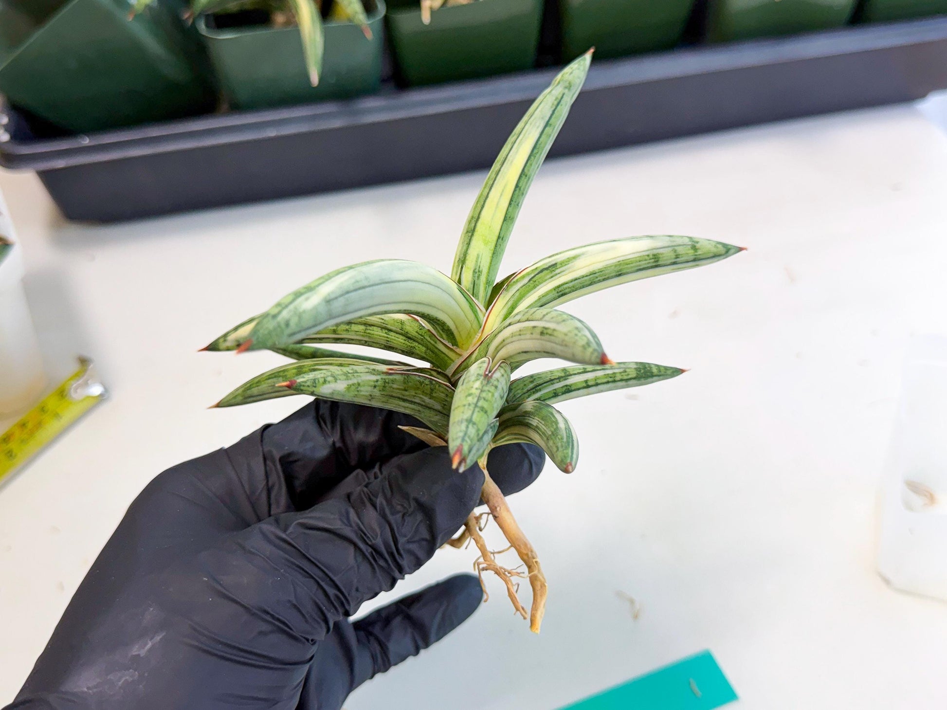 Sansevieria Lav 1970 var (ca4) (g) | Imported