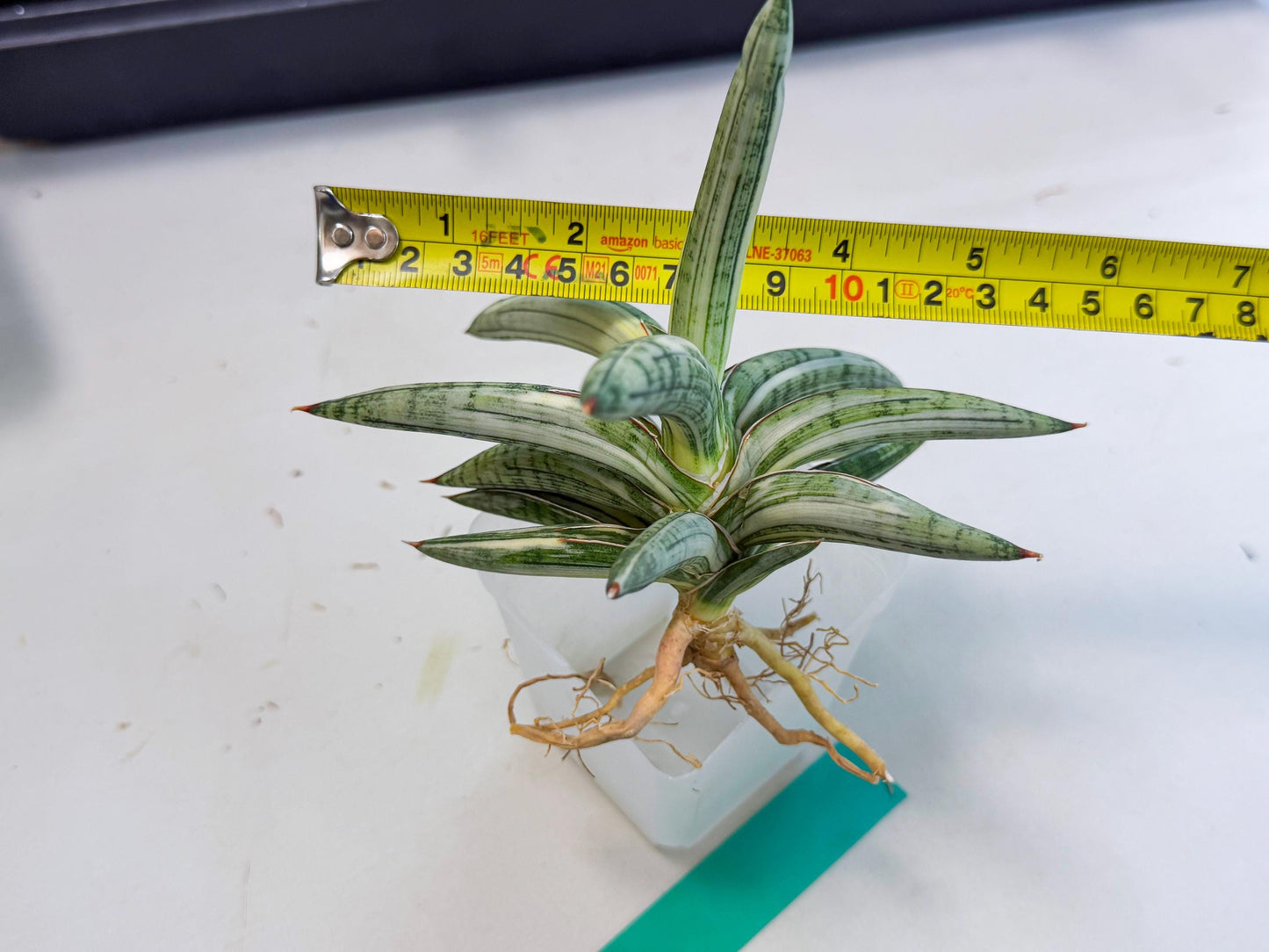 Sansevieria Lav 1970 var (ca4) (g) | Imported