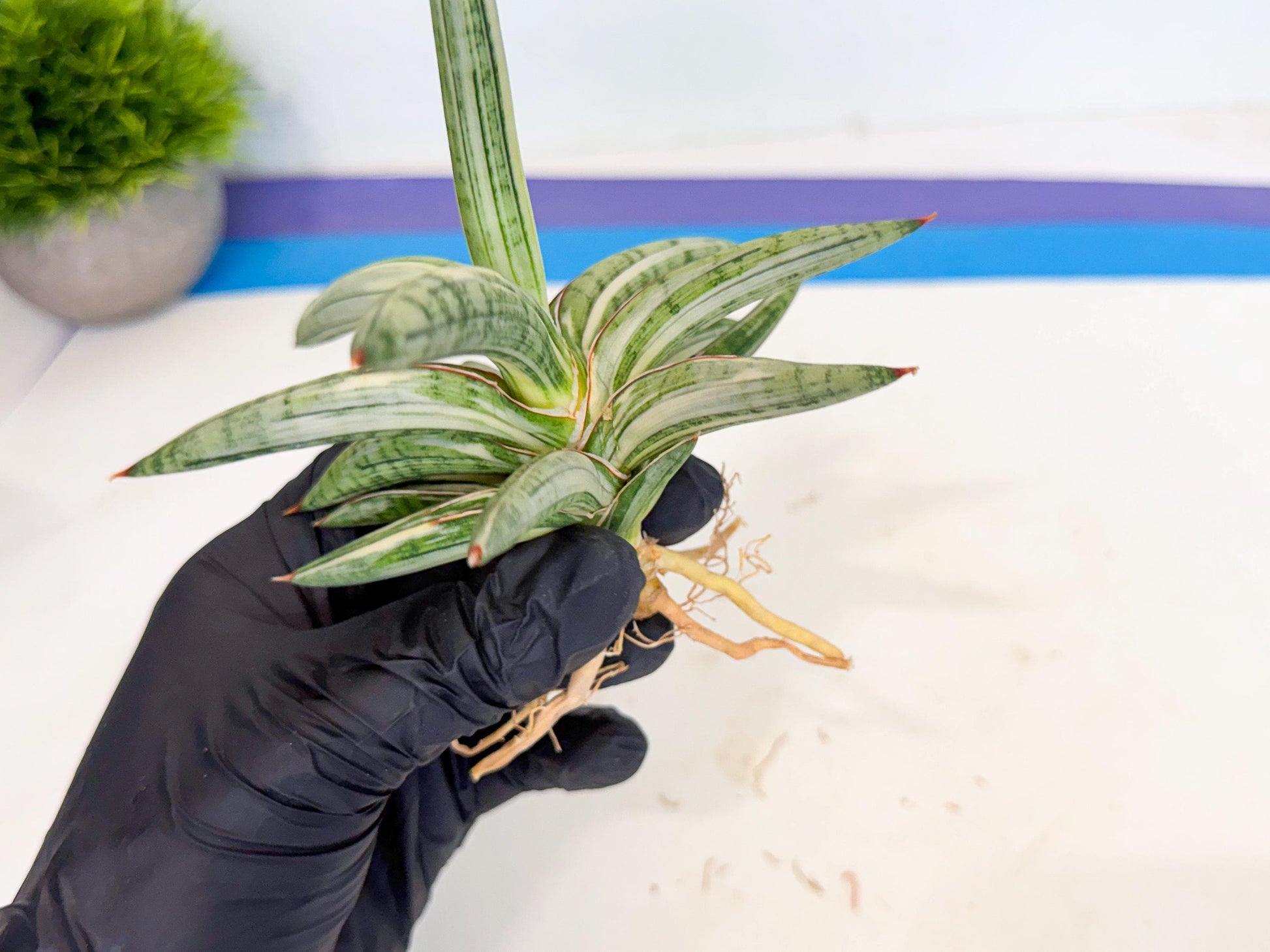 Sansevieria Lav 1970 var (ca4) (g) | Imported