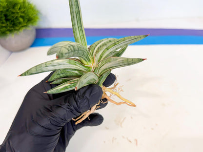 Sansevieria Lav 1970 var (ca4) (g) | Imported