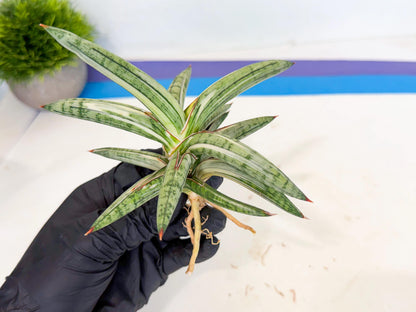 Sansevieria Lav 1970 var (ca4) (g) | Imported