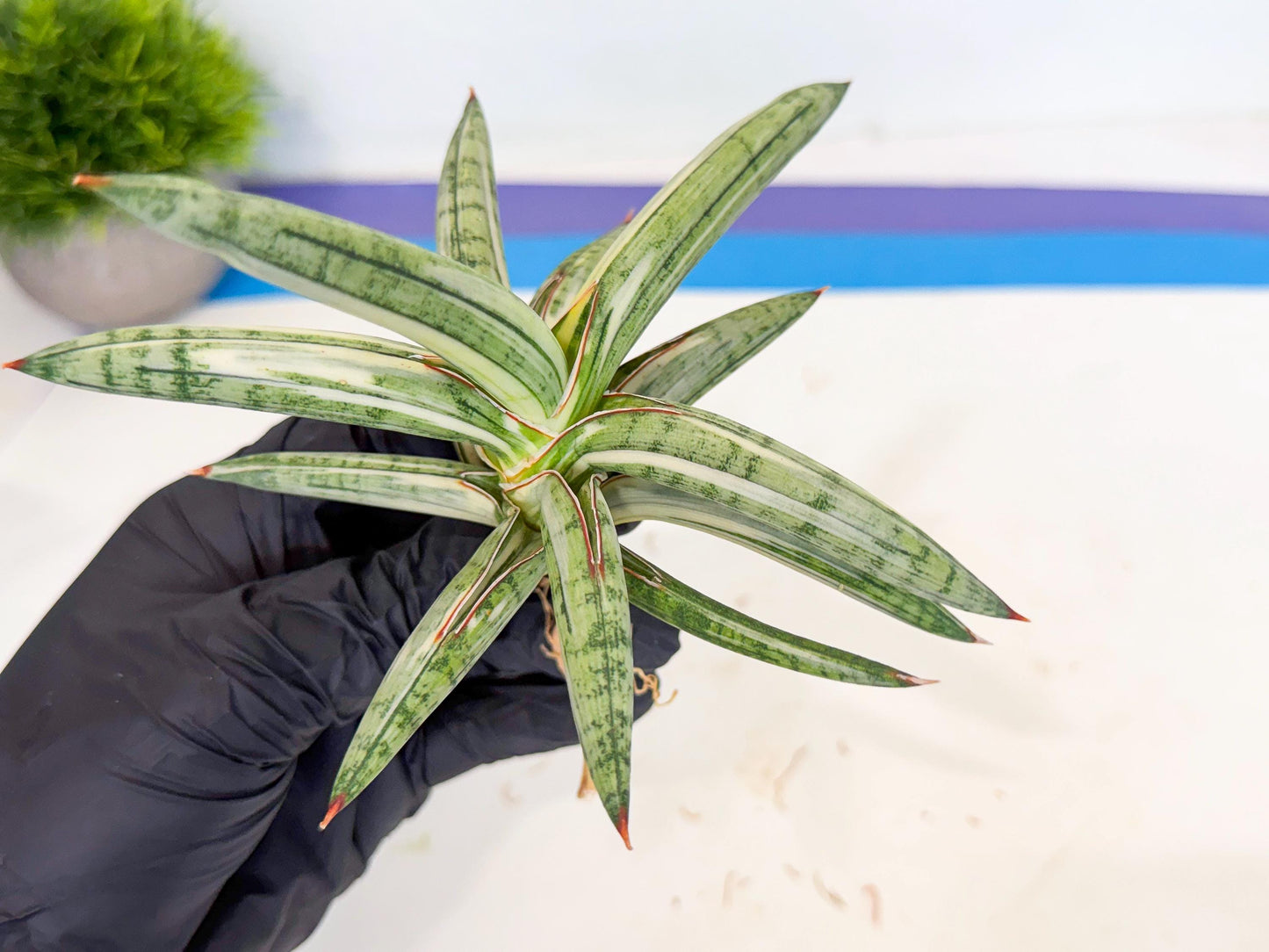 Sansevieria Lav 1970 var (ca4) (g) | Imported