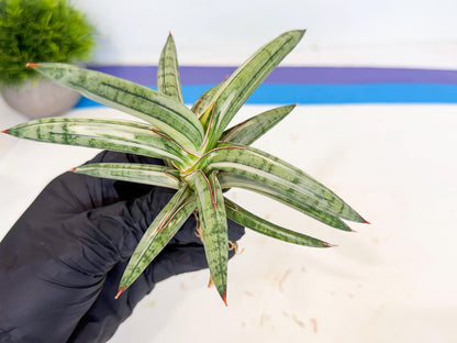 Sansevieria Lav 1970 var (ca4) (g) | Imported
