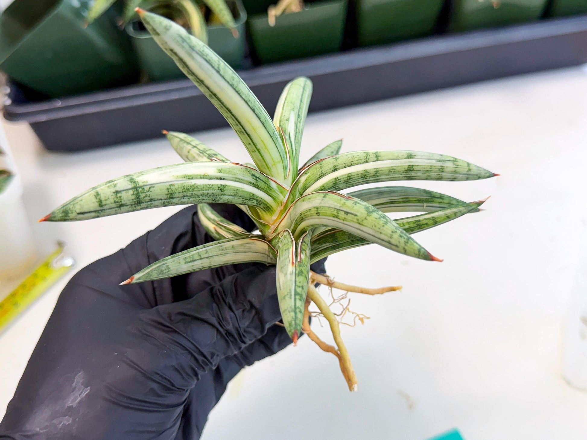 Sansevieria Lav 1970 var (ca4) (g) | Imported