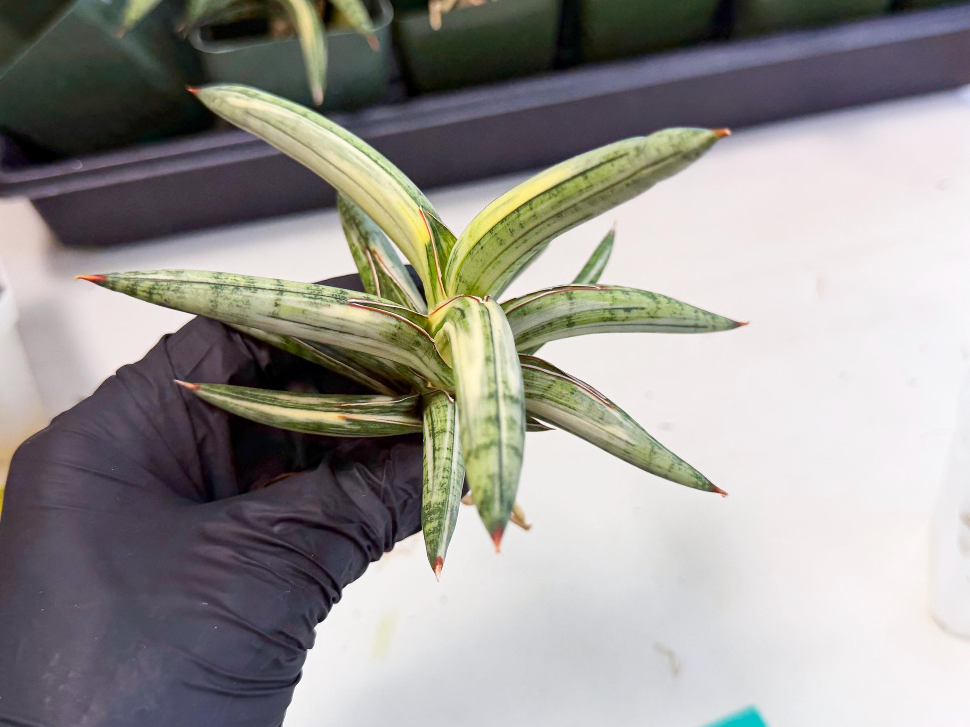 Sansevieria Lav 1970 var (ca4) (g) | Imported
