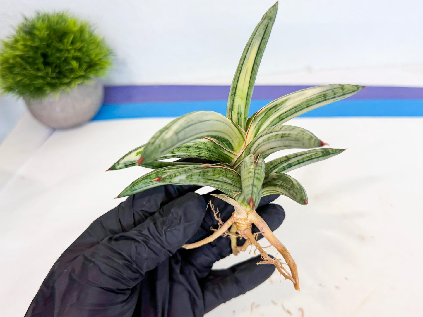 Sansevieria Lav 1970 var (ca4) (g) | Imported