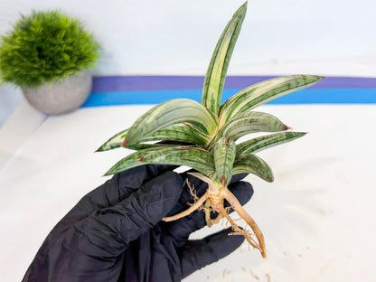 Sansevieria Lav 1970 var (ca4) (g) | Imported