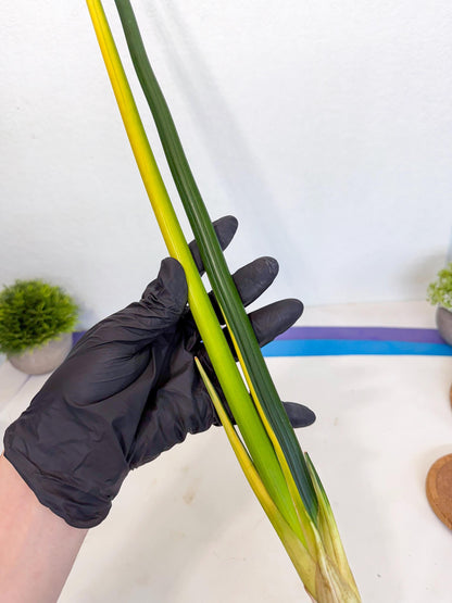 Sansevieria Erythraeae Var (ca4) (p) | Imported