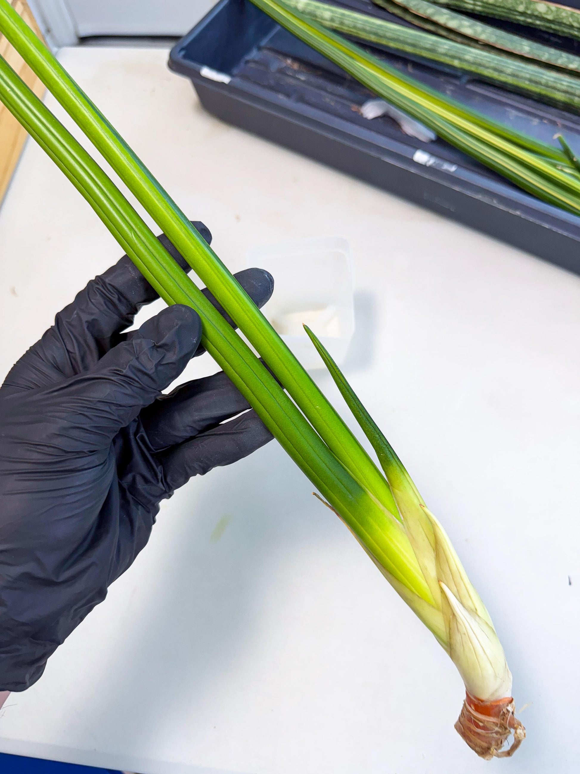 Sansevieria Erythraeae Var (ca4) (r) | Imported