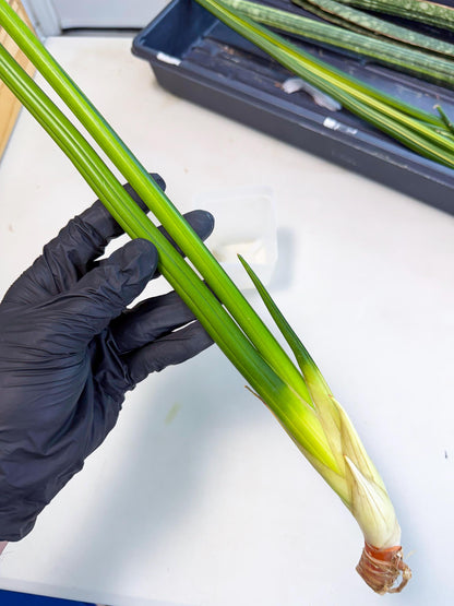 Sansevieria Erythraeae Var (ca4) (r) | Imported