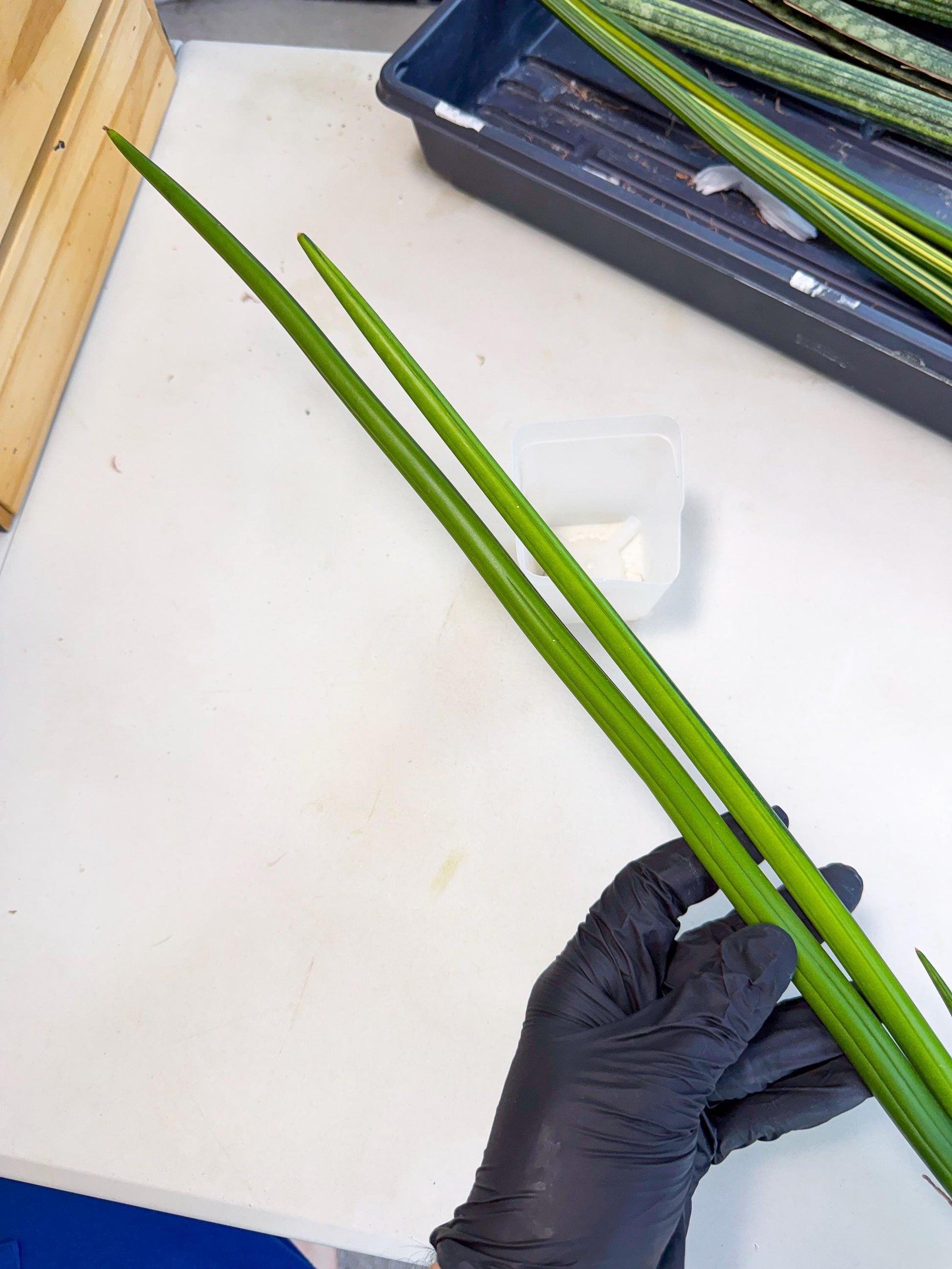 Sansevieria Erythraeae Var (ca4) (r) | Imported