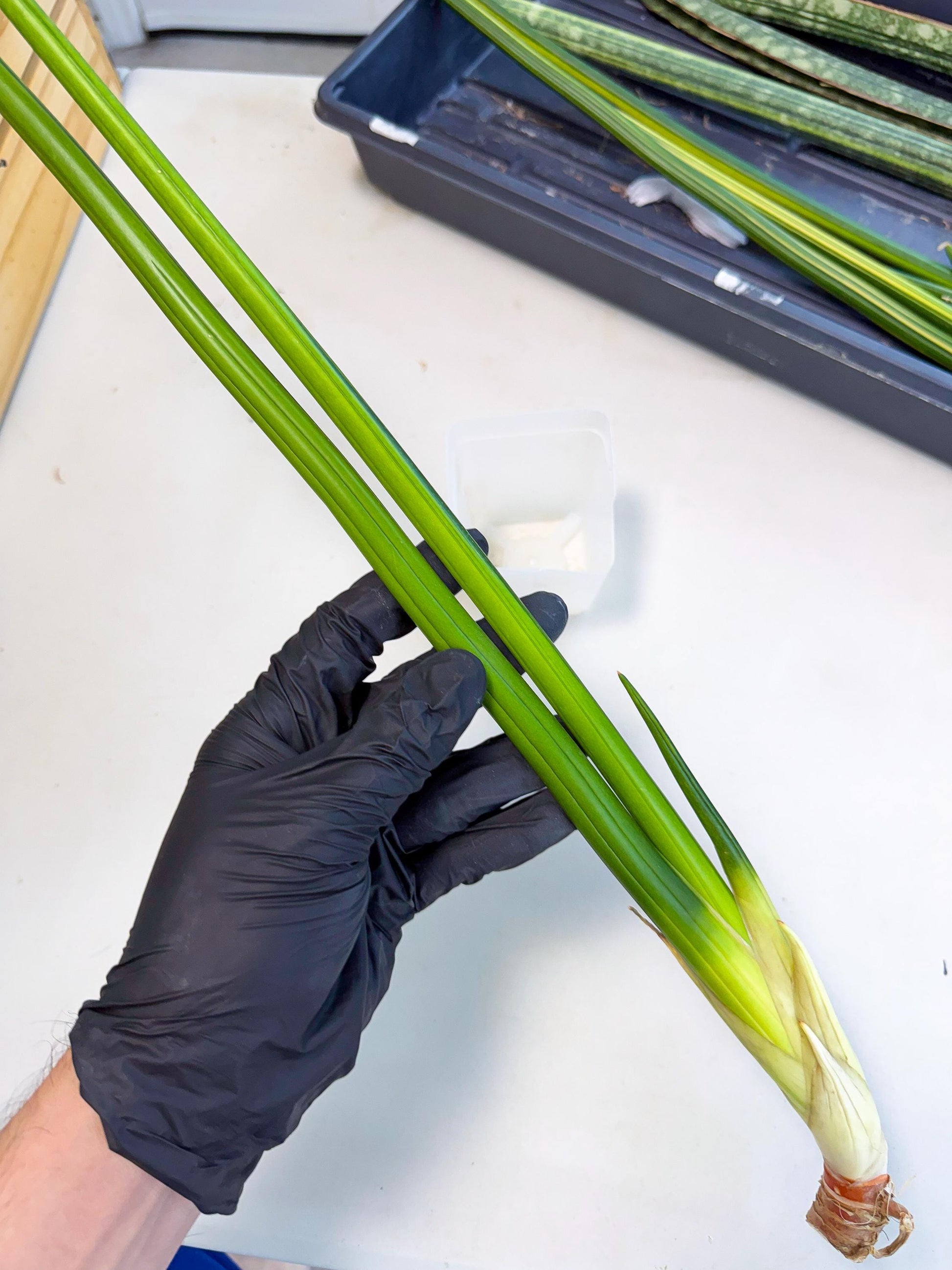 Sansevieria Erythraeae Var (ca4) (r) | Imported