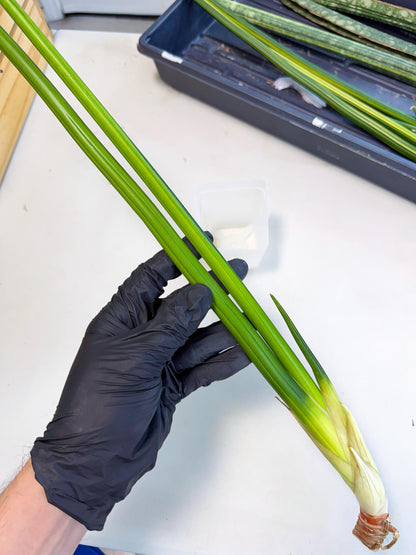 Sansevieria Erythraeae Var (ca4) (r) | Imported