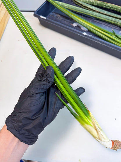 Sansevieria Erythraeae Var (ca4) (r) | Imported