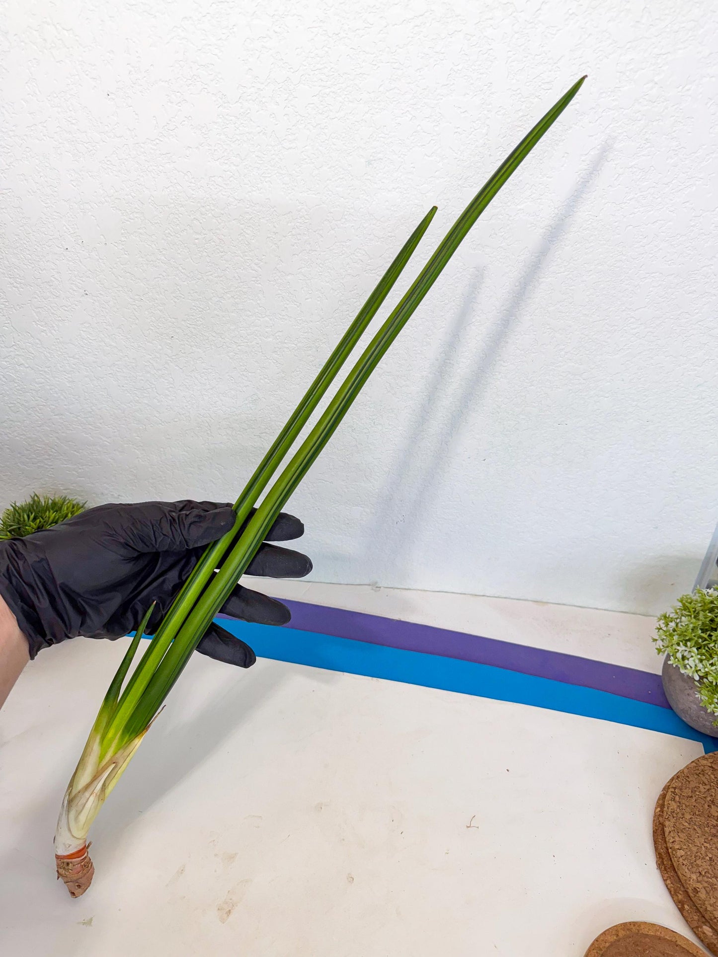 Sansevieria Erythraeae Var (ca4) (r) | Imported