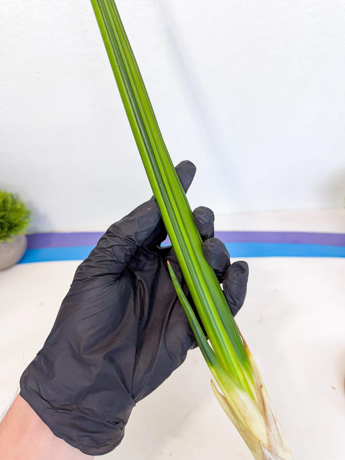 Sansevieria Erythraeae Var (ca4) (r) | Imported