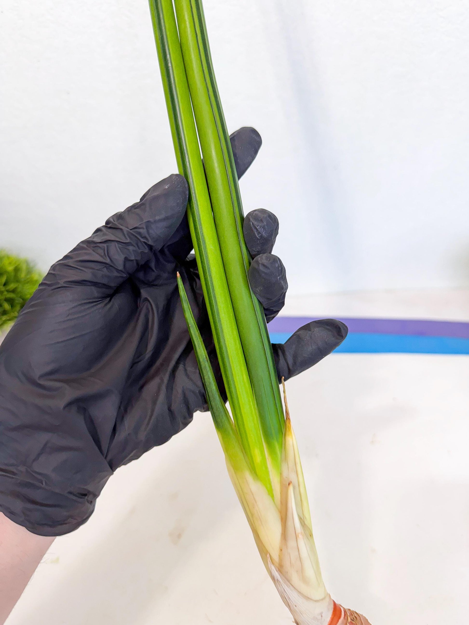 Sansevieria Erythraeae Var (ca4) (r) | Imported