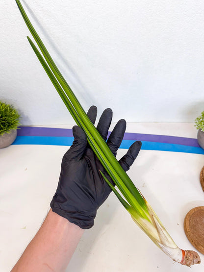 Sansevieria Erythraeae Var (ca4) (r) | Imported