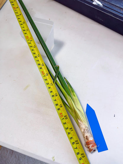 Sansevieria Erythraeae Var (ca4) (p) | Imported