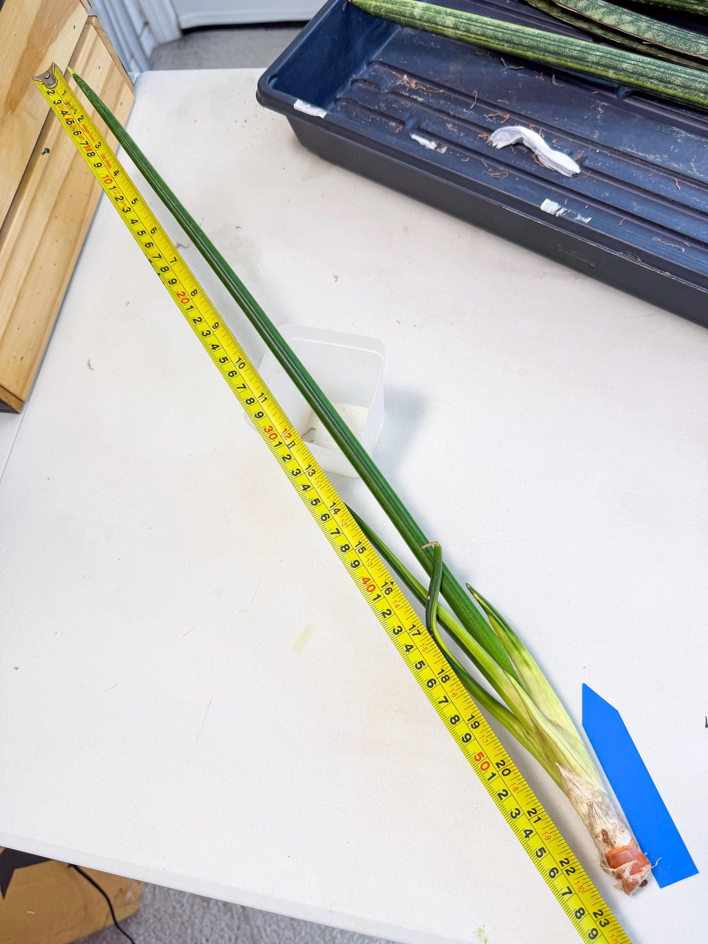 Sansevieria Erythraeae Var (ca4) (p) | Imported