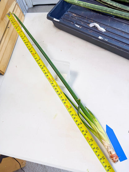 Sansevieria Erythraeae Var (ca4) (p) | Imported