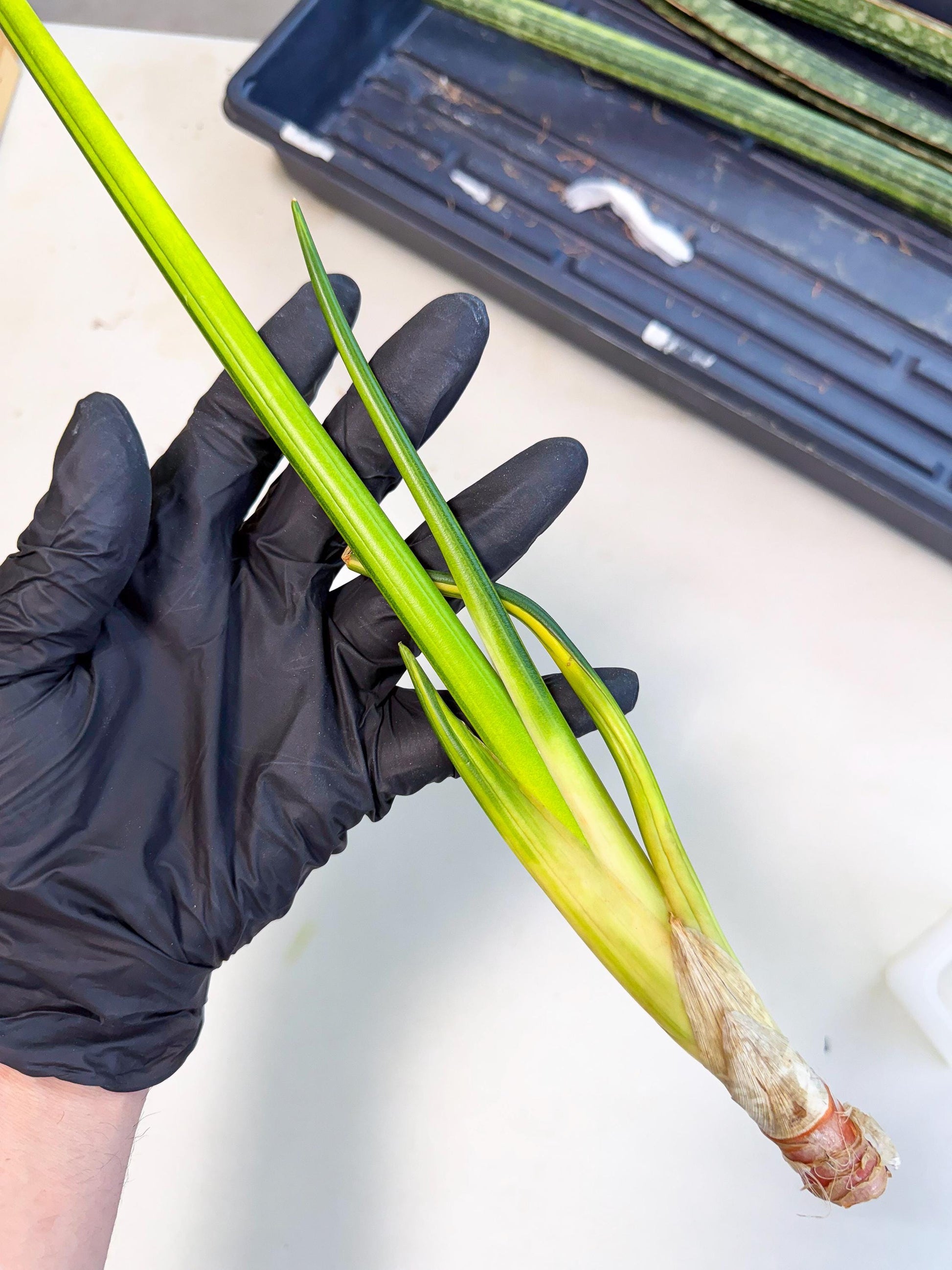 Sansevieria Erythraeae Var (ca4) (p) | Imported