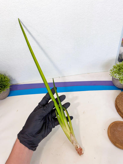 Sansevieria Erythraeae Var (ca4) (p) | Imported