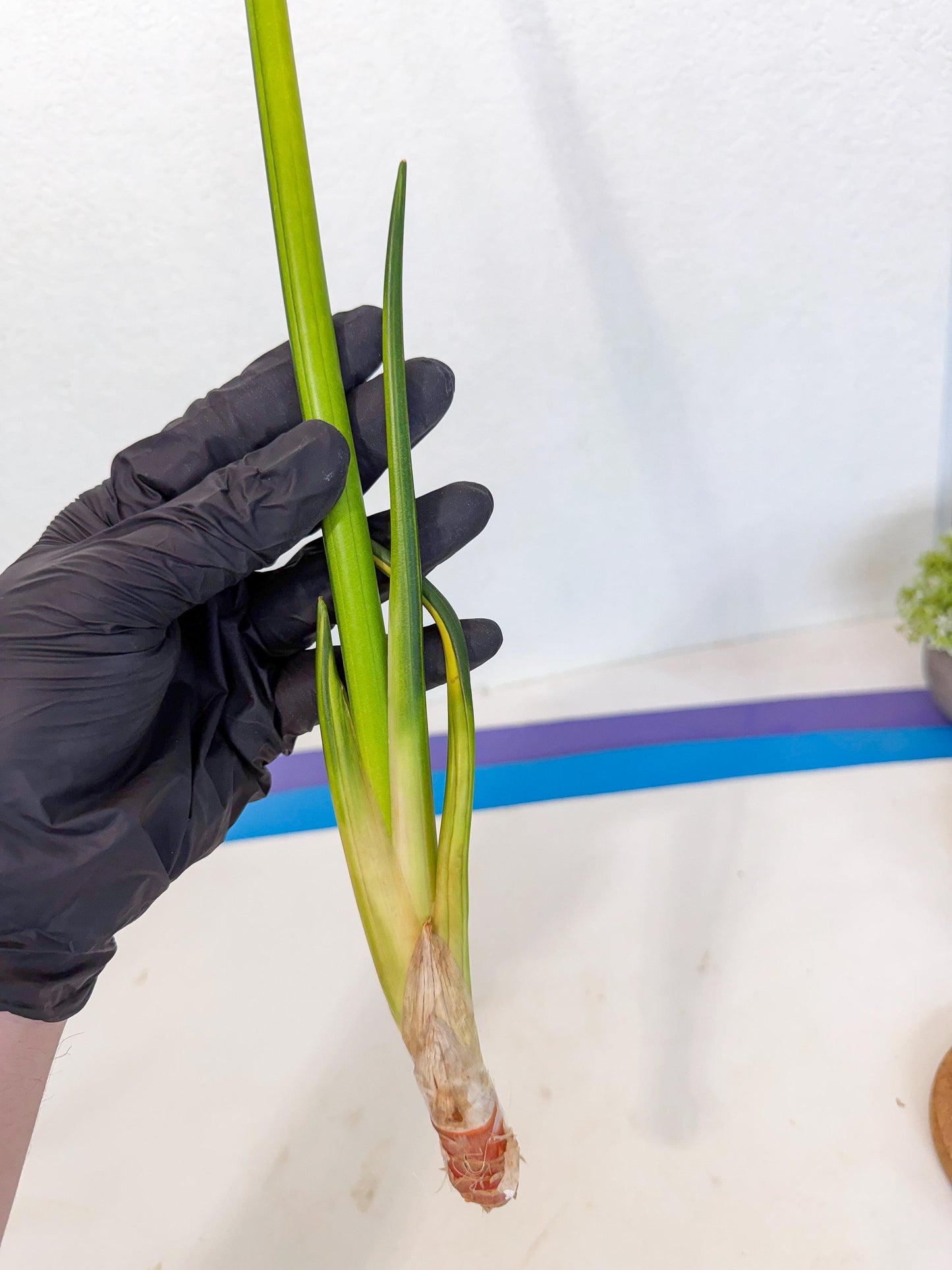 Sansevieria Erythraeae Var (ca4) (p) | Imported