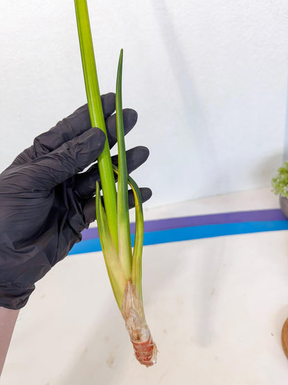 Sansevieria Erythraeae Var (ca4) (p) | Imported