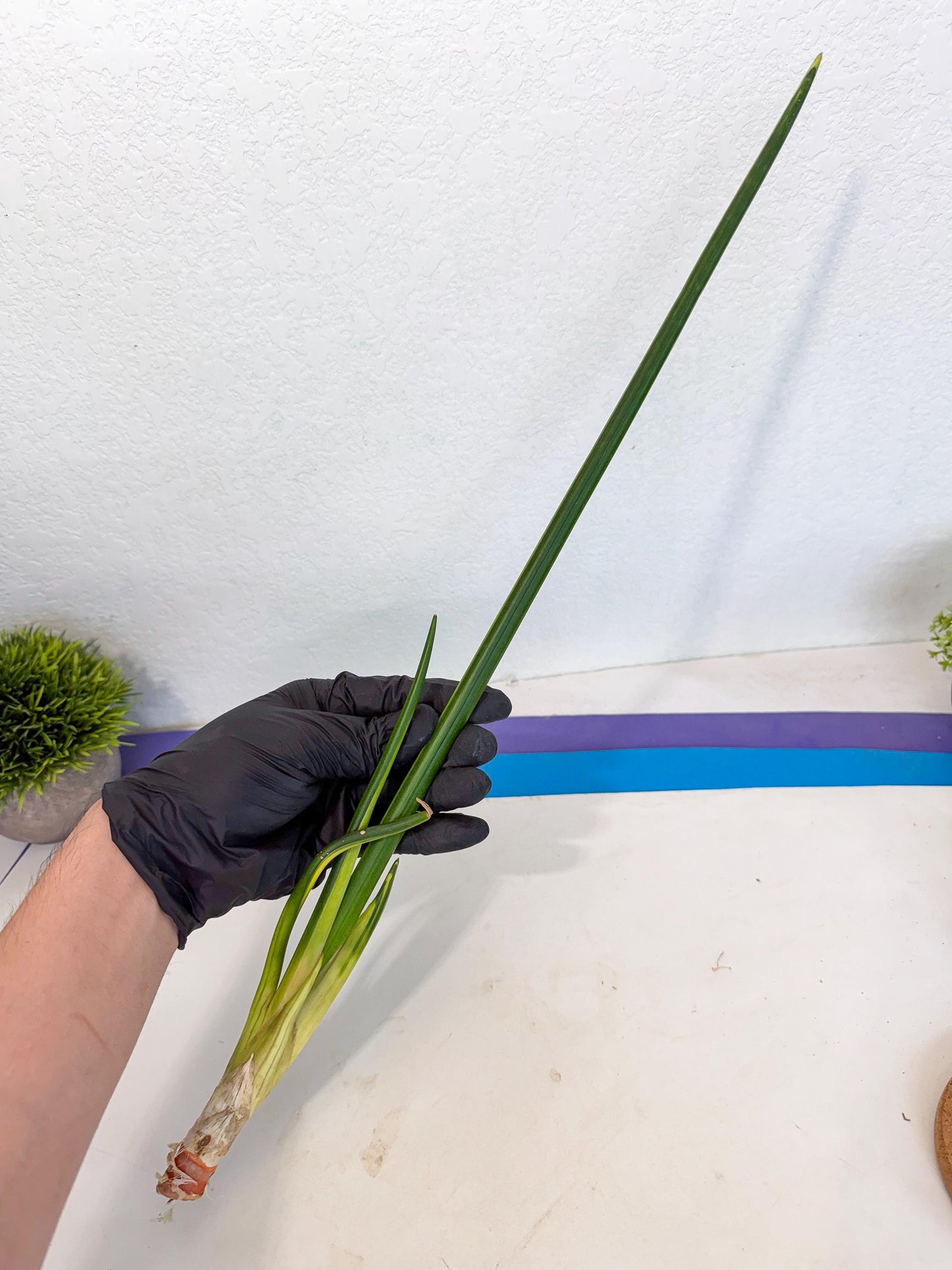 Sansevieria Erythraeae Var (ca4) (p) | Imported