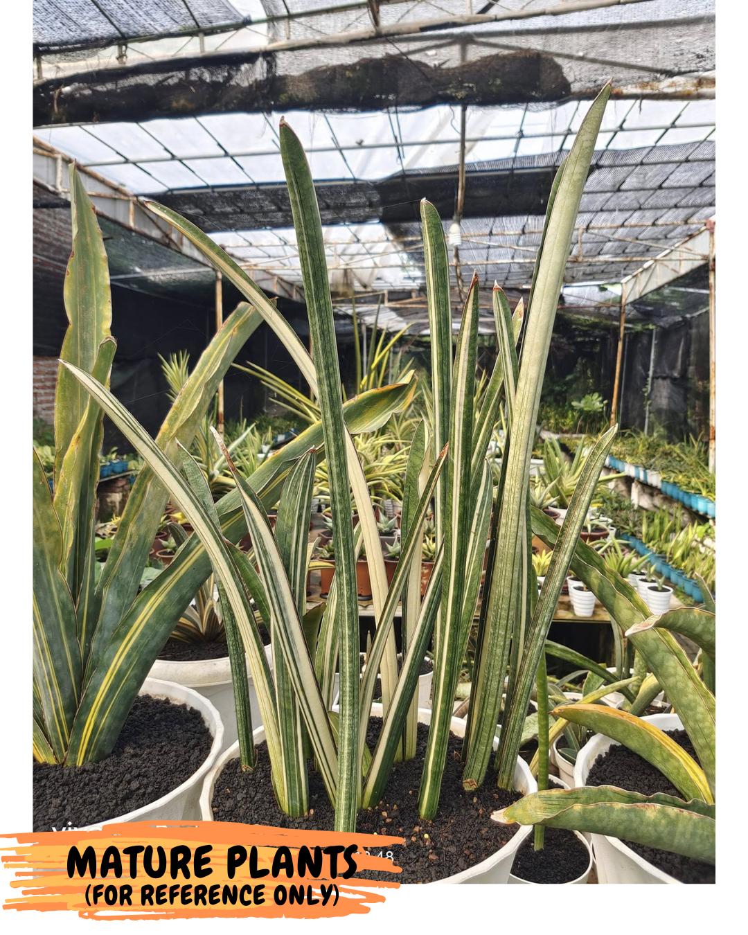 Sansevieria Malawi Bat Var (ca4) (r) | Imported