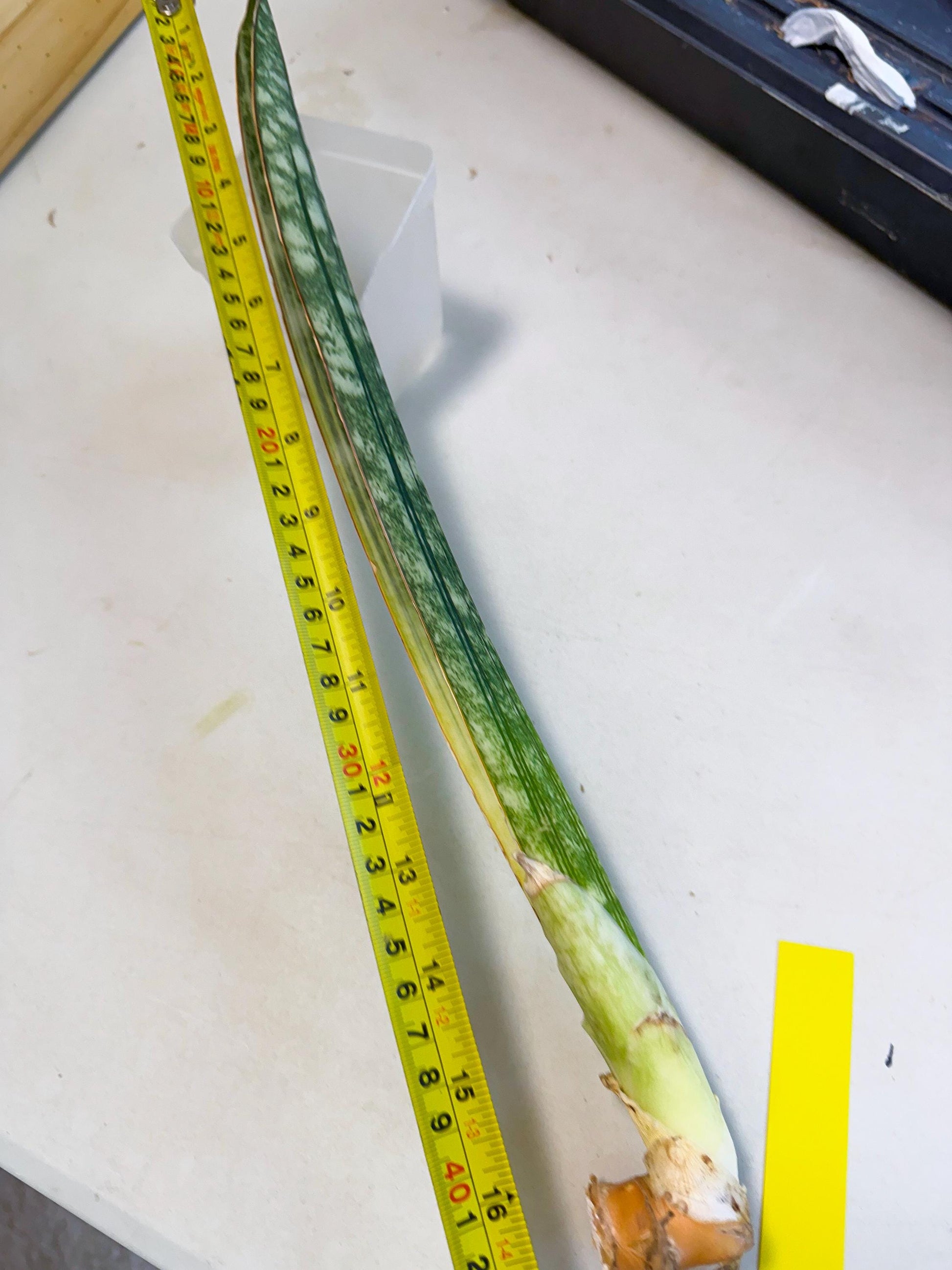 Sansevieria Malawi Bat Var (ca4) (y) | Imported