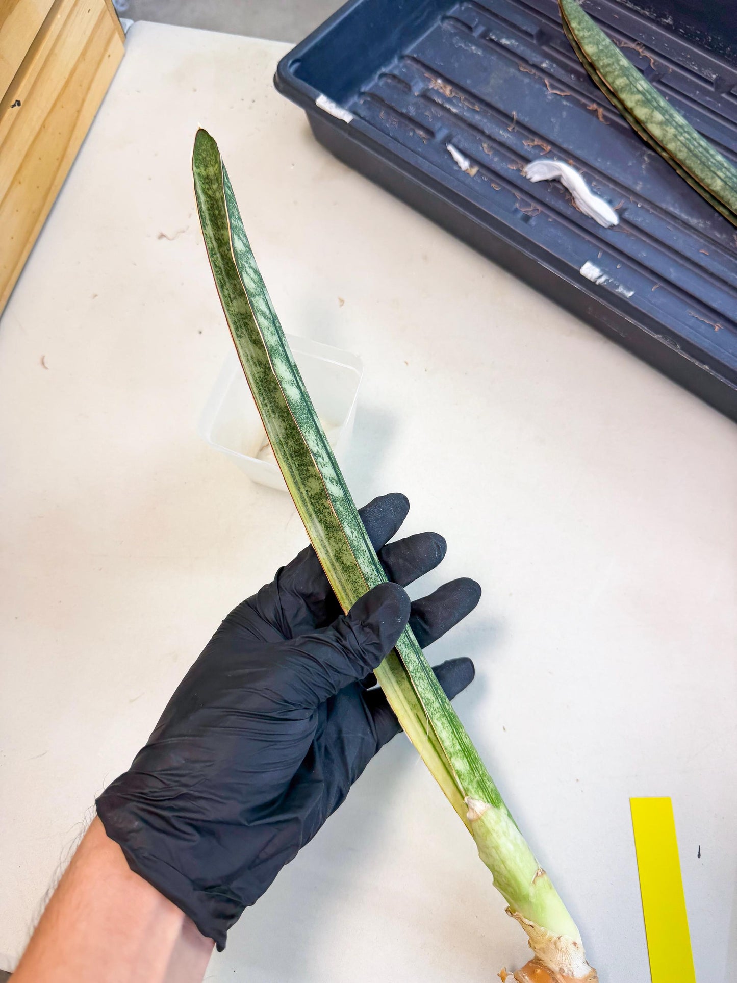 Sansevieria Malawi Bat Var (ca4) (y) | Imported
