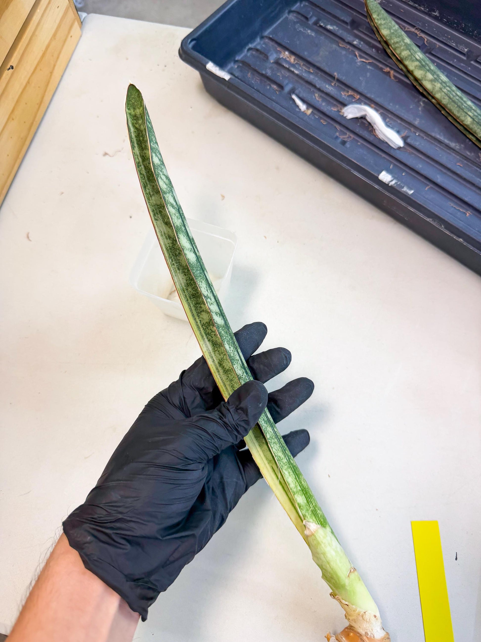 Sansevieria Malawi Bat Var (ca4) (y) | Imported